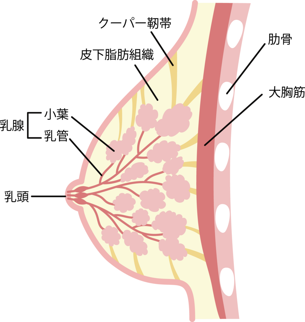 乳房について